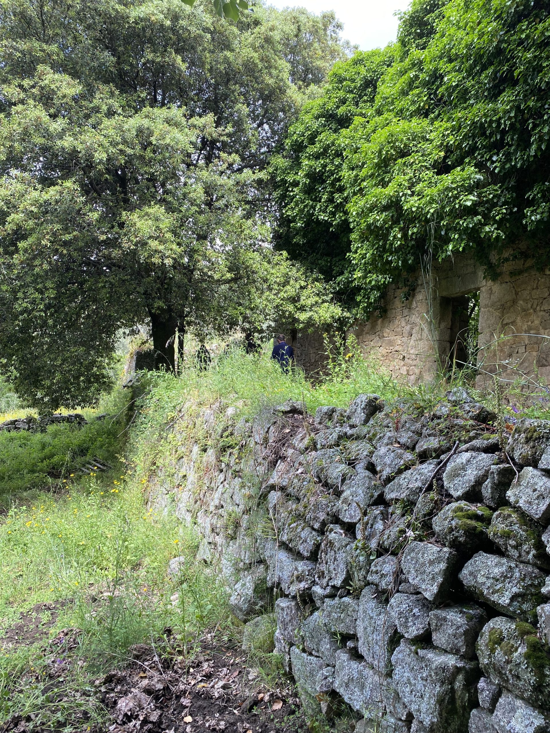 vgh  VERO